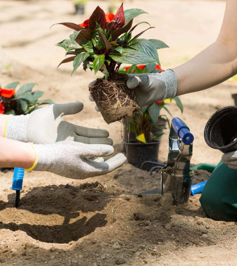 giardiniere roma talenti